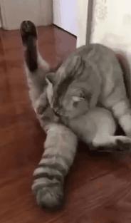 你可能不知道自己有多幸福,有猫陪伴的日子可真幸福