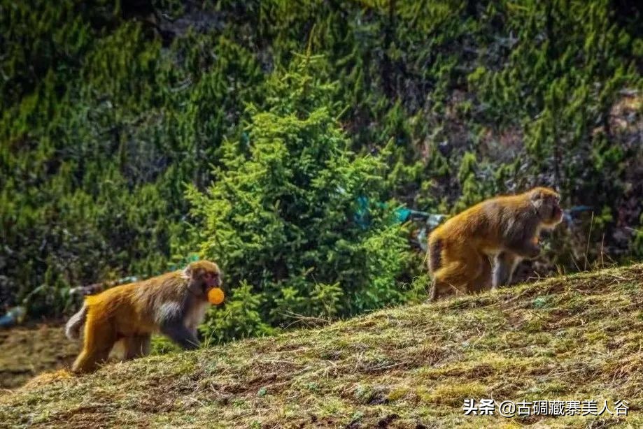 养在深闺的天然氧吧,养在深闺人未识的景区