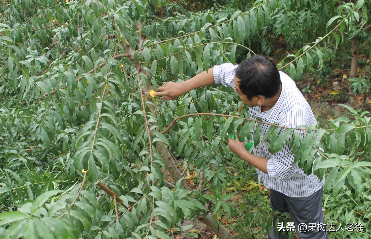 桃树修剪的主要措施有哪些,修剪桃树技术视频教程