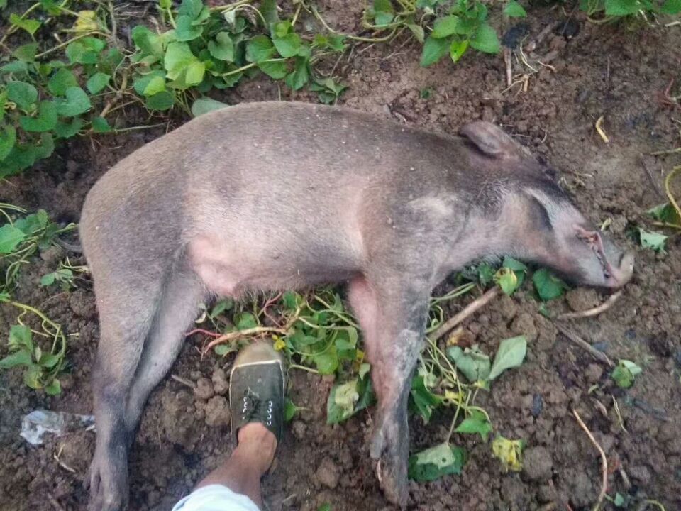 庄稼被野猪糟蹋国家要赔偿吗,野猪损坏庄稼没人赔怎么办