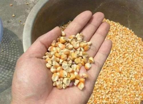 夏季养母猪需要注意什么,养母猪夏季怎样降温