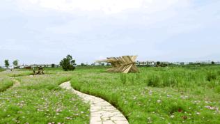 双流空港花田最新进展,双流空港花田开放了吗最新回复