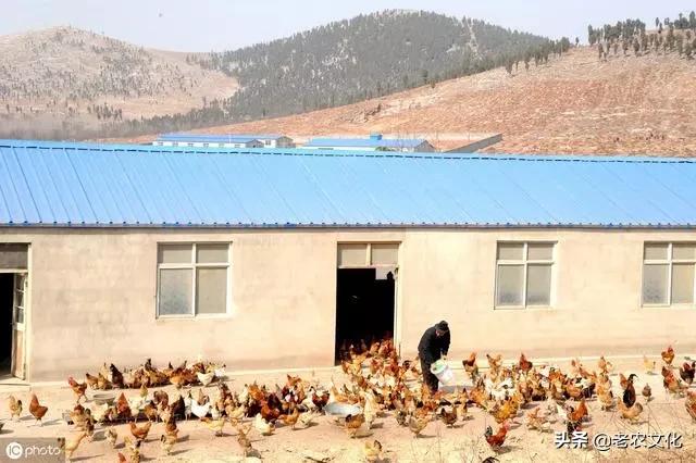 未来十年农村养殖什么项目最赚钱,农村小成本养殖好项目有哪些