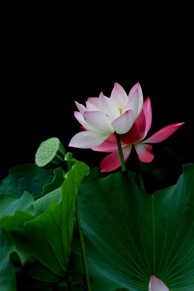 荷花朵朵；青山吹奏-《绿岛小夜曲》「F调」半音阶口琴演奏