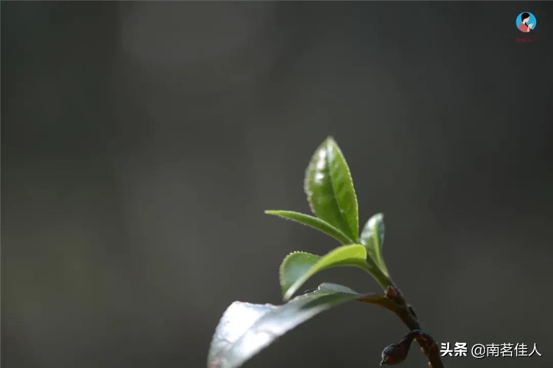 2022茶山行临沧云县,茶山行第一天