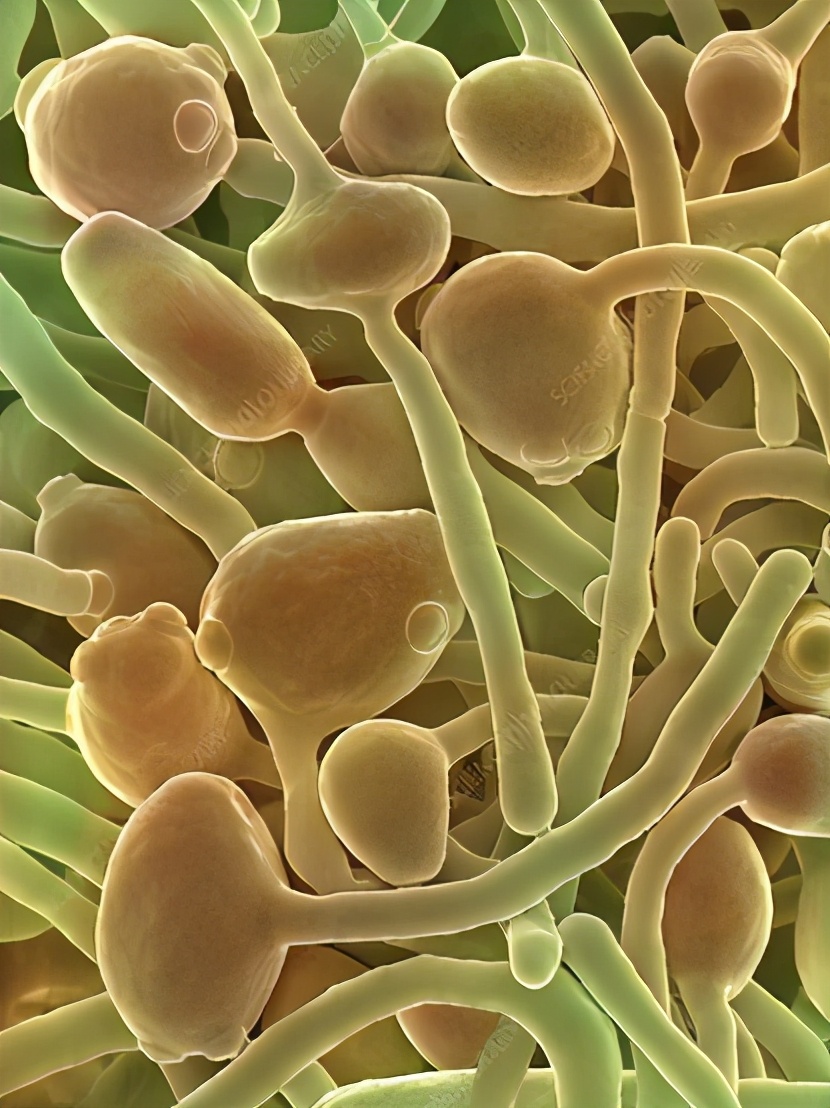 活酵母护肤品的作用与功效,活酵母护肤膏真的有用吗