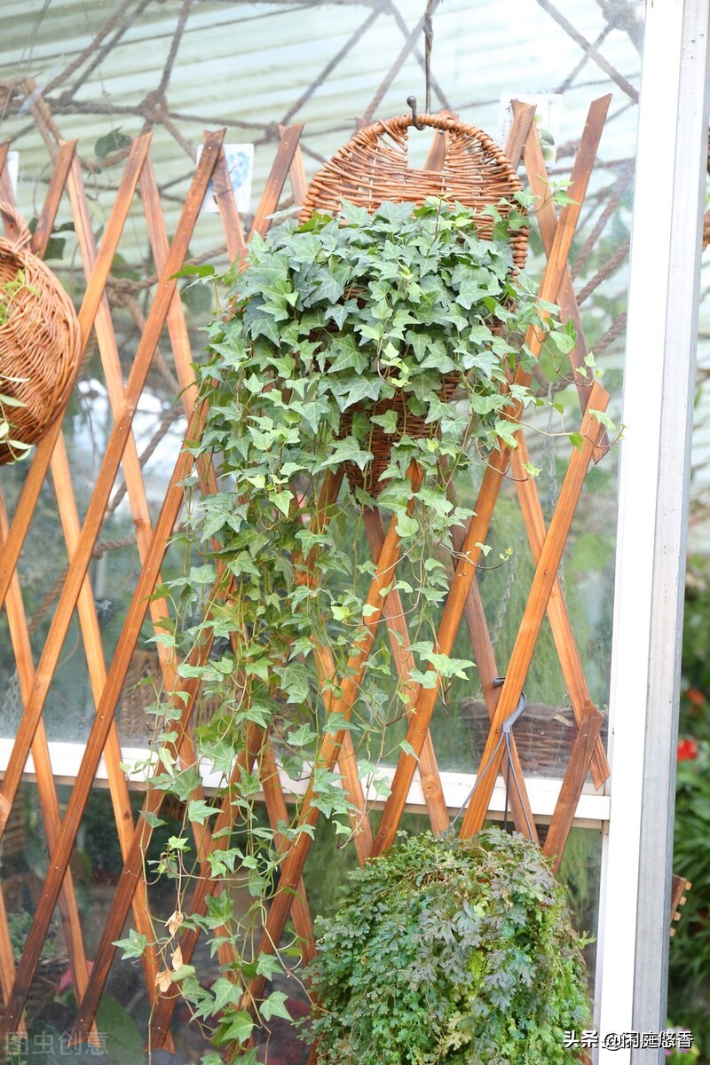 100种常种花卉养护秘籍,20种花卉浇水保养法