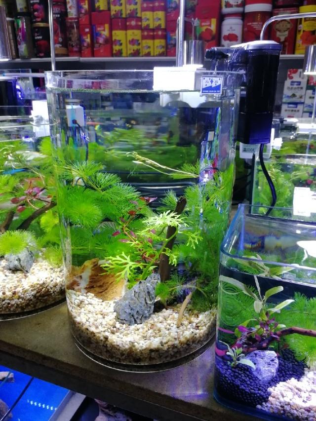 鱼缸过滤器流量大小如何选择,没有过滤器如何让鱼缸更清澈