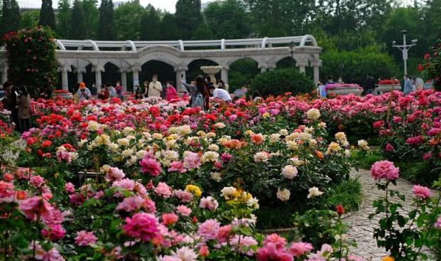 天津莫奈花园油画沙龙,带你去莫奈的画里花园