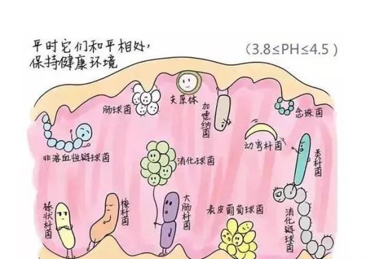 独特益生菌成分，帮你重返18岁少女娇嫩