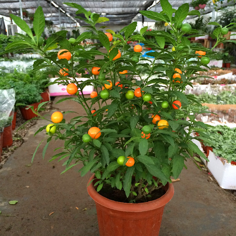 花市买花最忌讳什么,花市买花的寓意