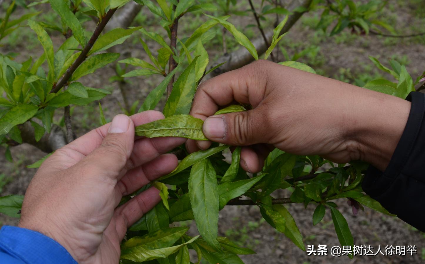 桃树刚出叶就黄是什么原因,桃树刚出的嫩叶有黄斑是什么病