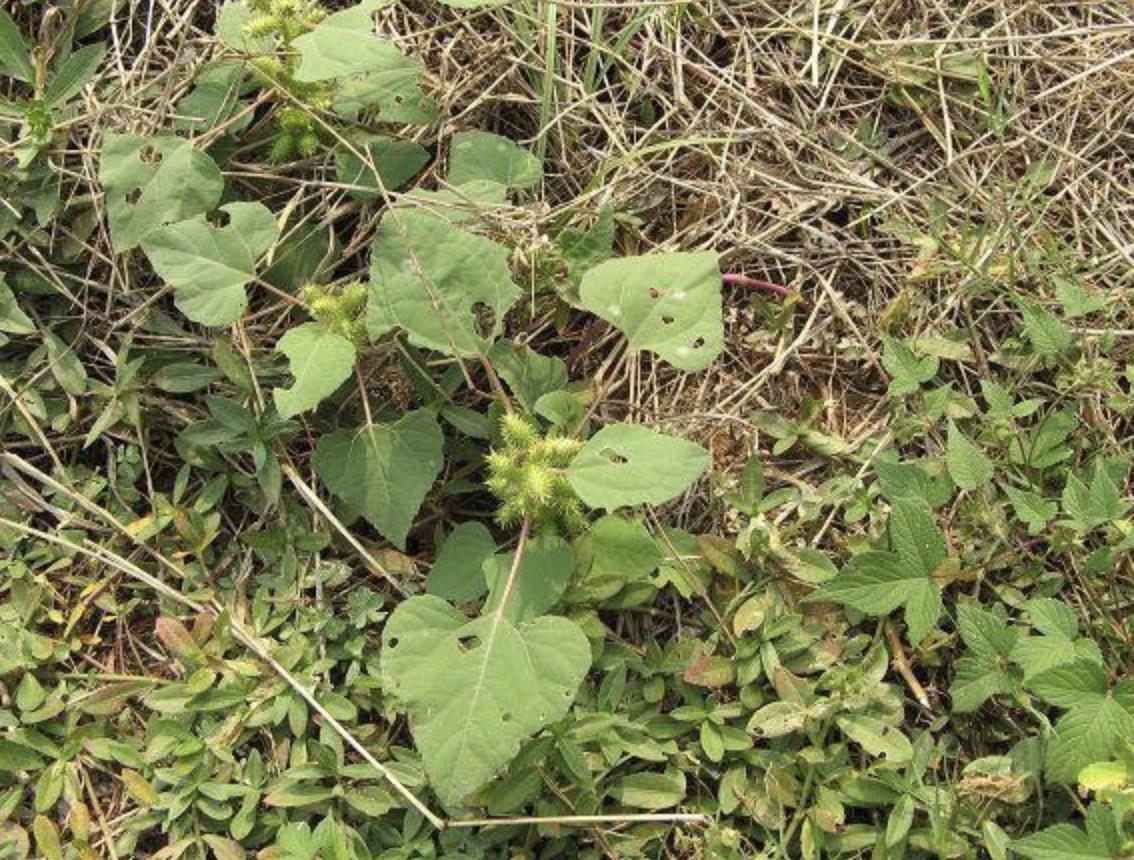 “1种杂草”在田边,被称为“苍耳子”,能结出绿色小果,珍贵