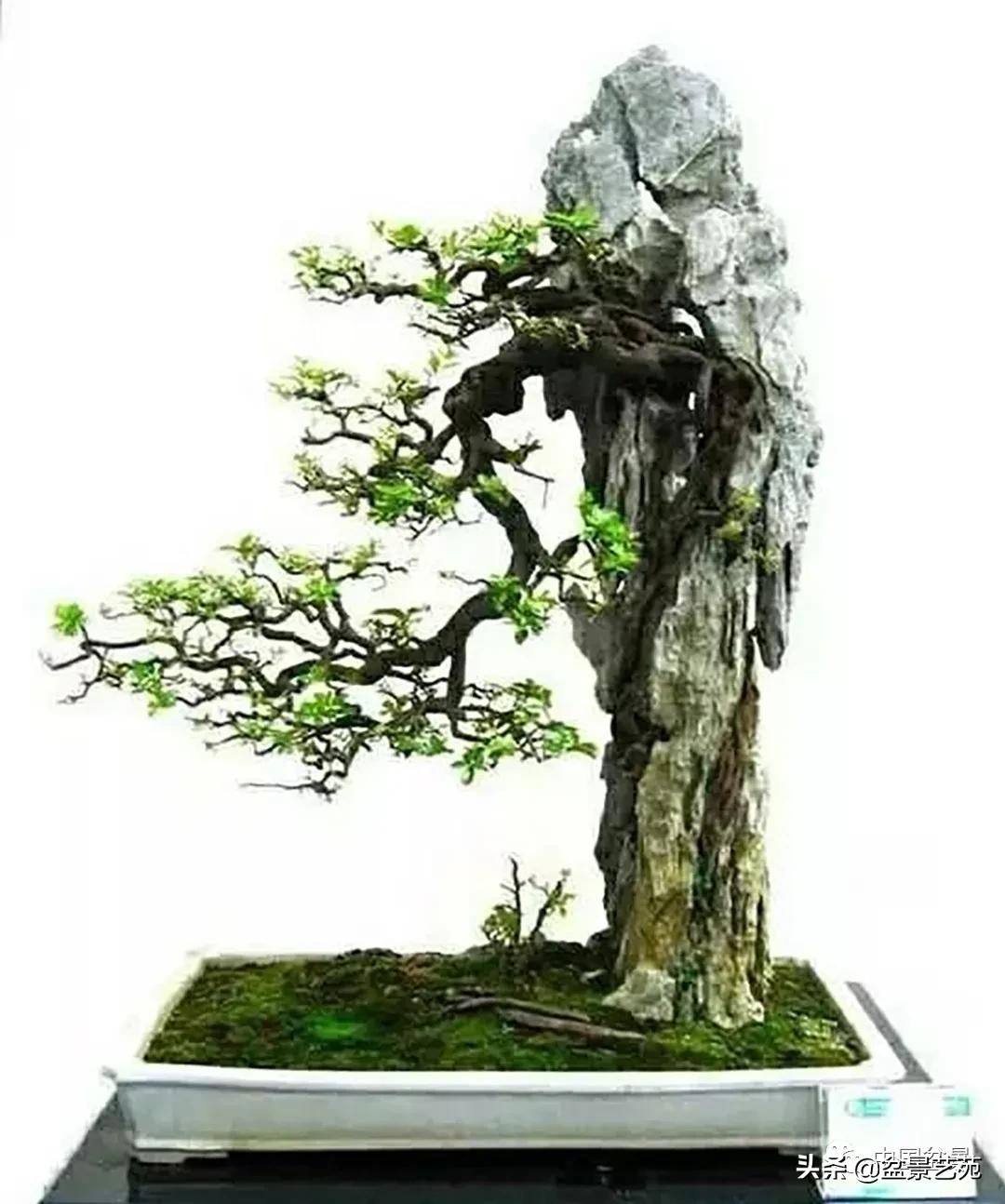 盆景不是一招一式就能完成的,盆景各有各的玩法不用攀比
