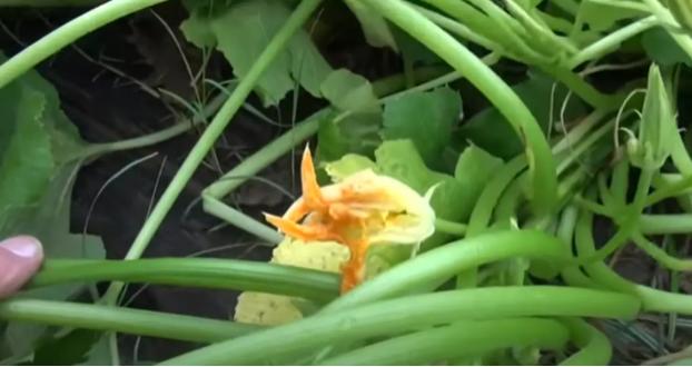 揭秘来自中国的神秘种子,中国神秘种子被种植后续