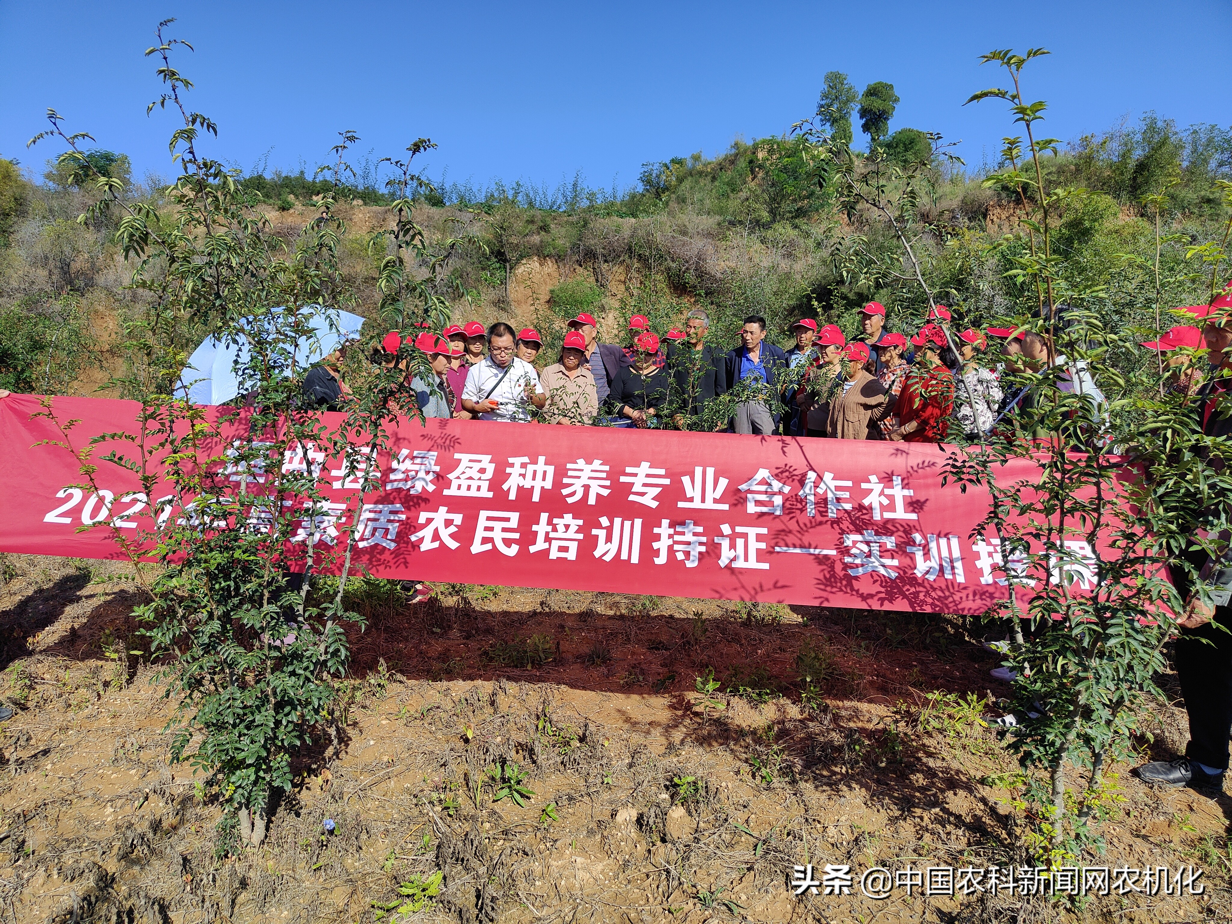 种植花椒的技术研究,致富经花椒种植新技术