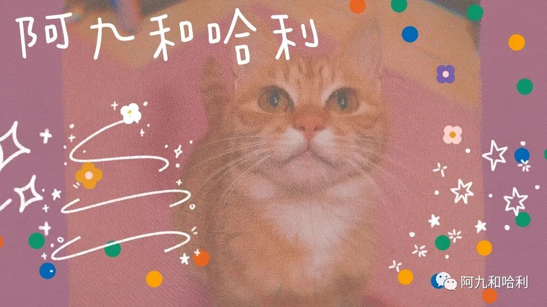 医生建议养猫治愈抑郁症,抑郁症养猫还是养狗好