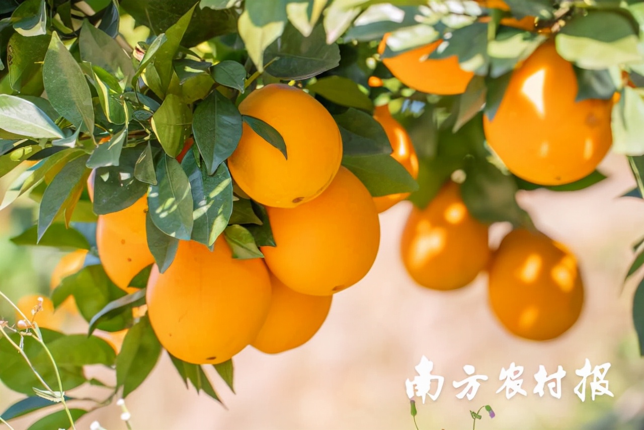 赣南脐橙故事生动视频,脐橙产业发展故事