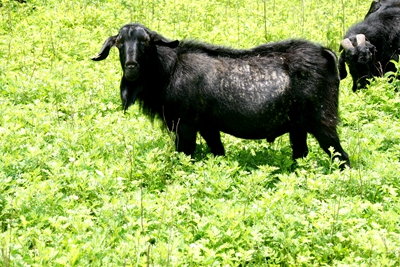 黑山羊养羊技术大全圈养,黑山羊养羊技术大全