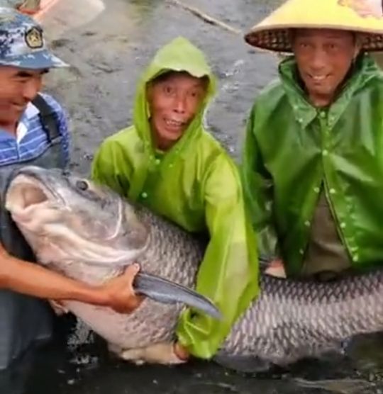 闽南鱼王500斤的大青鱼,中国淡水青鱼最大鱼王