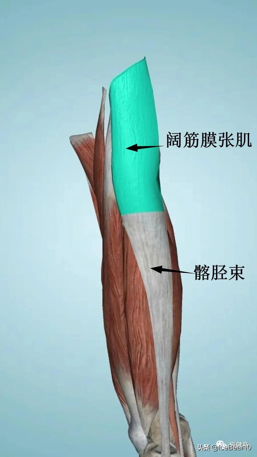 膝关节疼健身避免哪些动作,健身保护膝关节怎么做