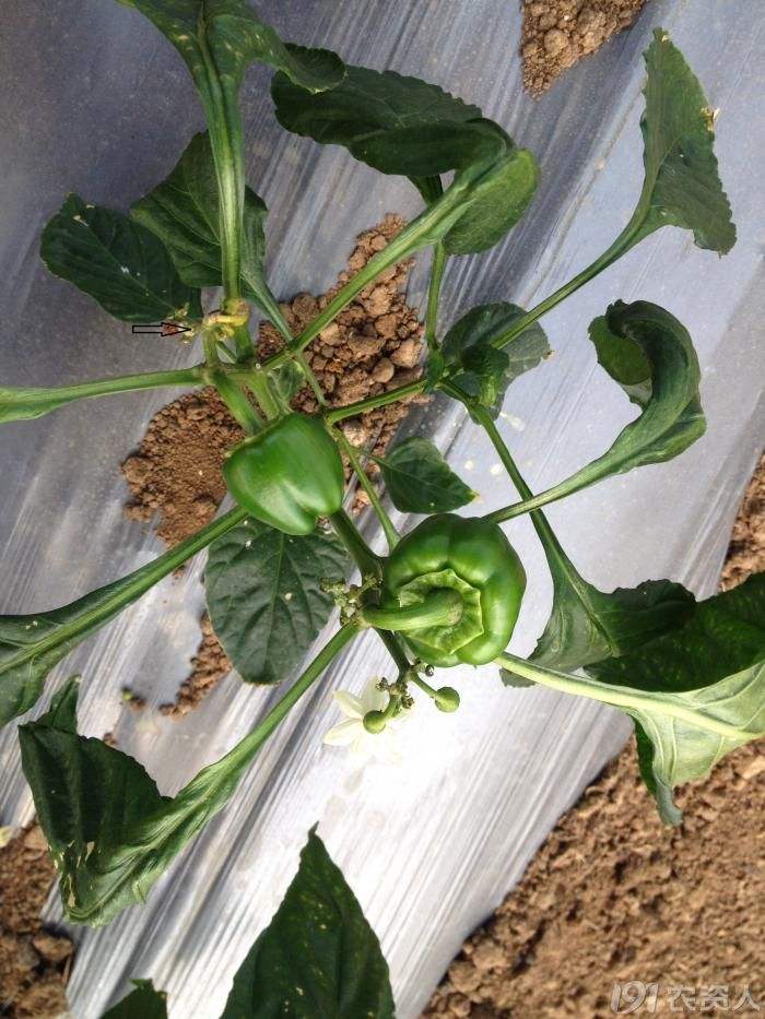 温室甜椒生理性烂果的防治,大棚甜椒预防土传病的最好方法