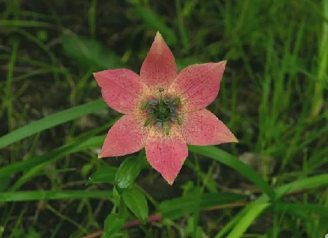 芳踪难觅濒危花!清新治愈篇:沙漠高原是吾家,豹子花的春天来了