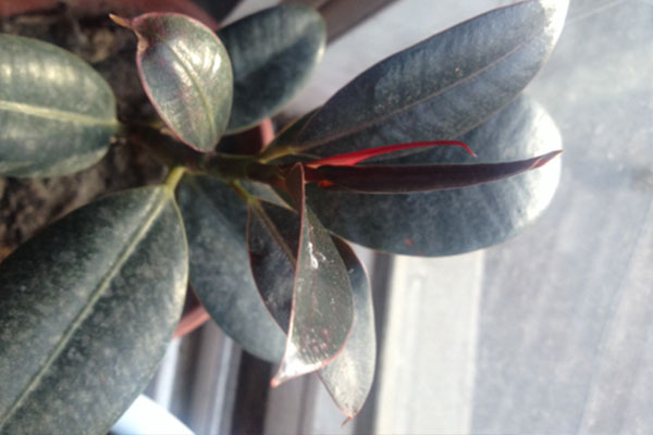 橡皮树叶子发黄怎么办,橡皮树叶子发红发黄怎么办