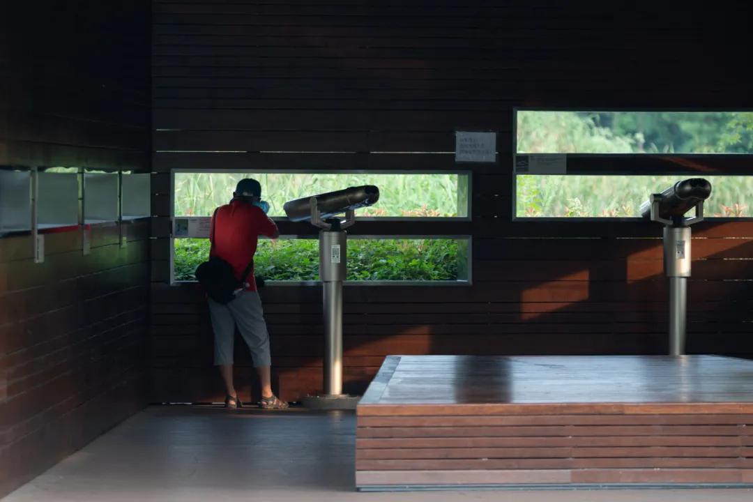 武汉华侨城湿地公园绿化,华侨城生态湿地公园武汉什么区