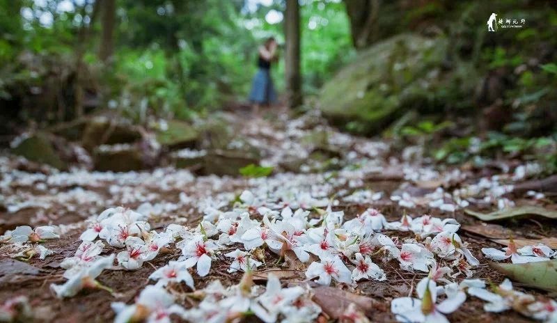 隐世原乡,又见桐花开。