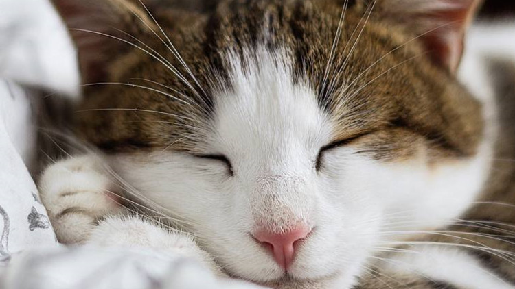 猫咪拉稀带血是怎么回事,猫咪拉稀带血能驱虫吗