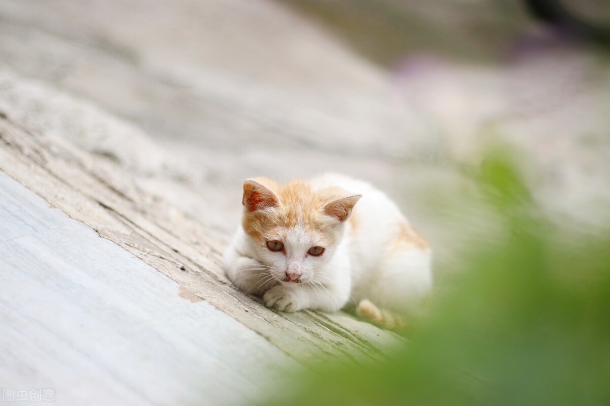 猫咪突然喜欢舔墙壁,猫咪突然喜欢舔其他猫