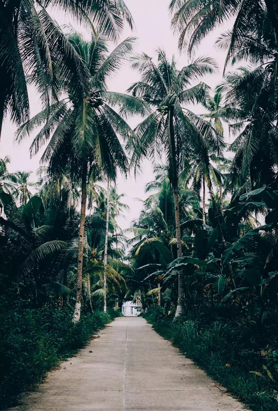 过期椰子油的六大妙用,椰子油能用于煎炸吗