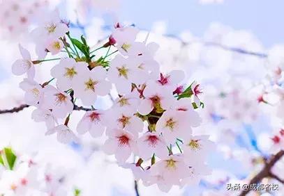 从树德博瑞到清华大学，家长认定成都这所“校风干净”的私立学校