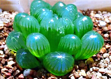 冰灯玉露多肉,冰灯玉露多肉植物