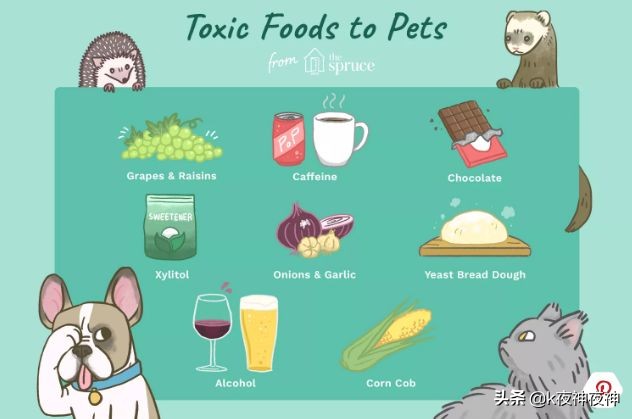 宠物不宜吃的食物有哪些,宠物克星食物有哪些种类