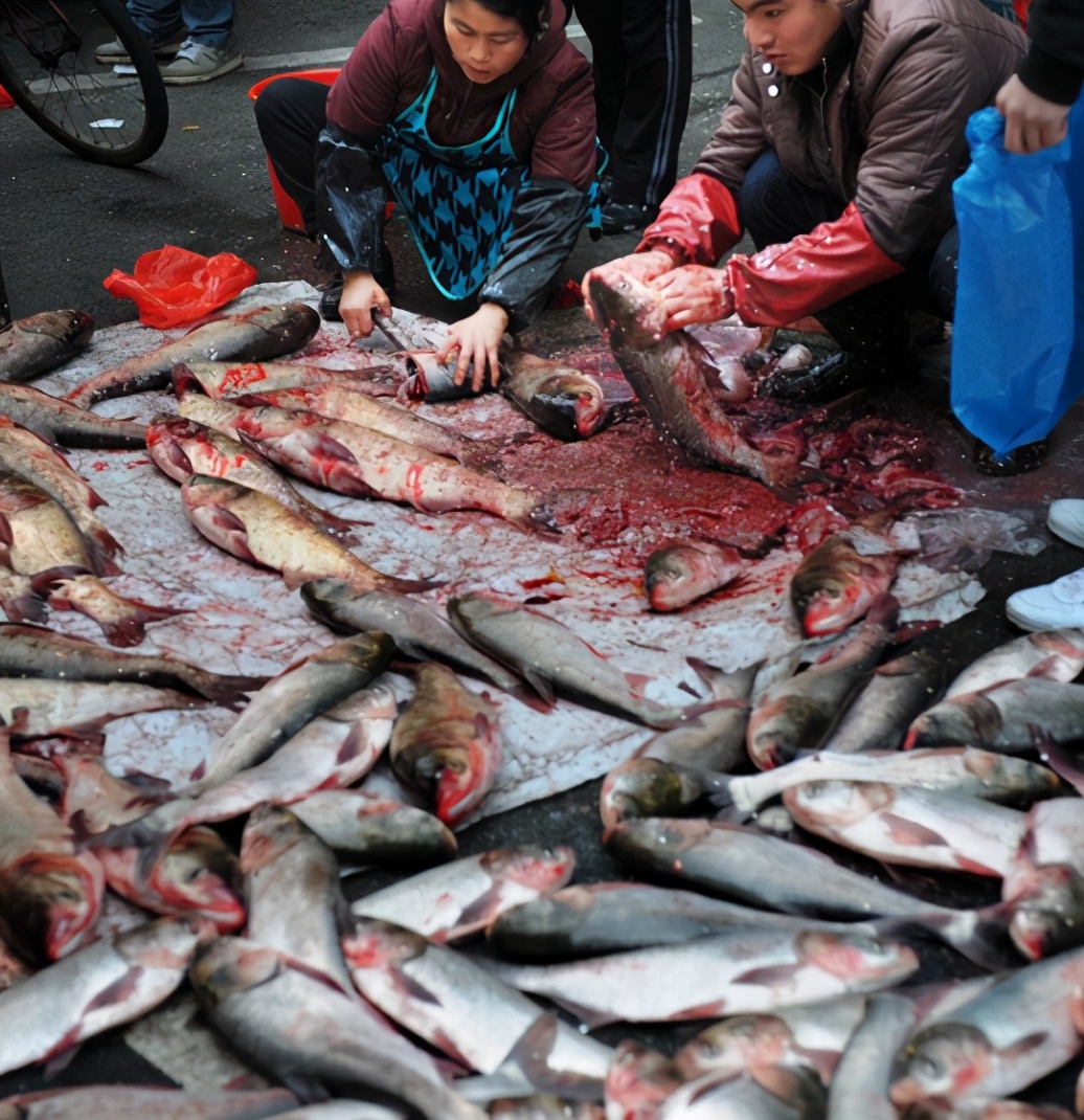 鱼的土腥味和柴油味,鱼的土腥味很重怎么回事