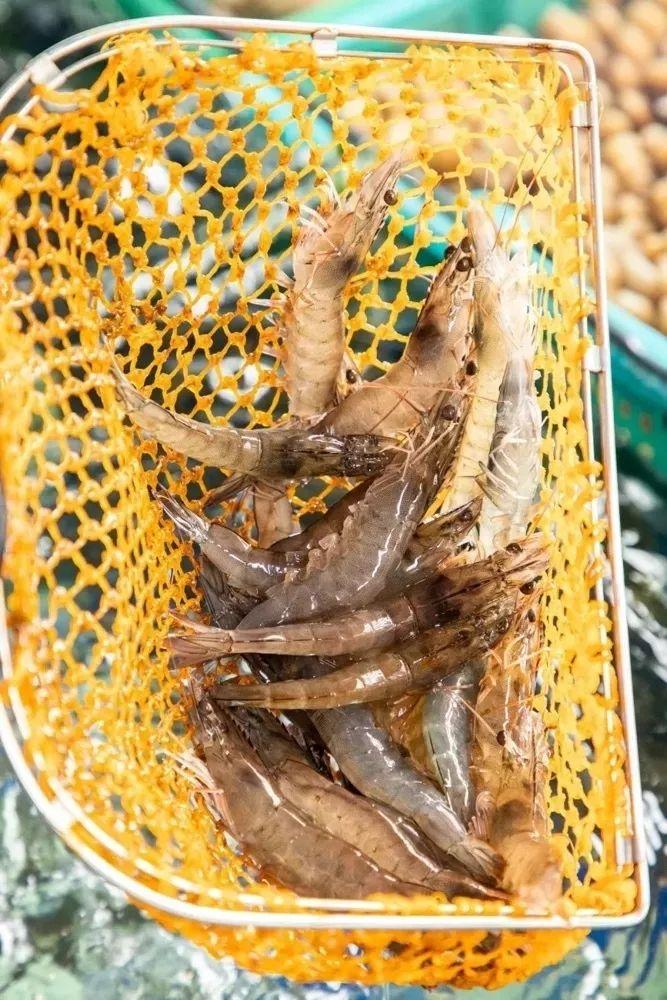 4000m²「平价海鲜」，还藏了个老广早茶，鸡煲、羊肉、虾蟹