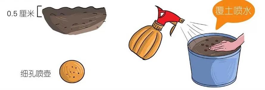 味似茴香的罗勒，叶翠、花艳、芳香四溢，实用派都盆栽在阳台上