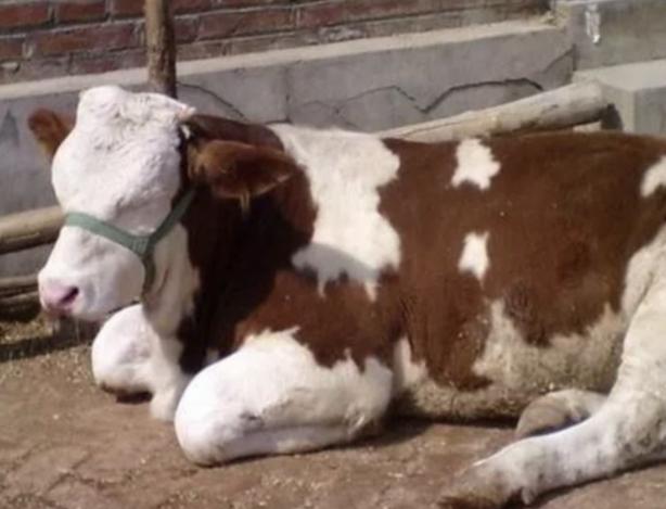 牛犊粪便带肠粘膜怎么治疗,犊牛腹泻的治疗与预防方法