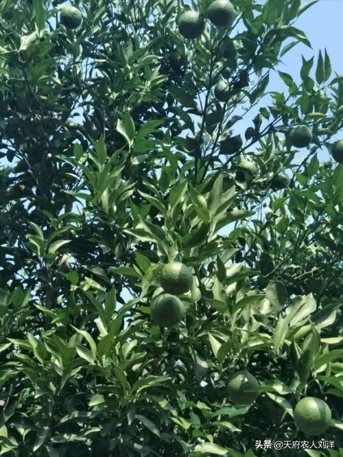 怎么把桔子树种在桶里,桔子树种植全过程