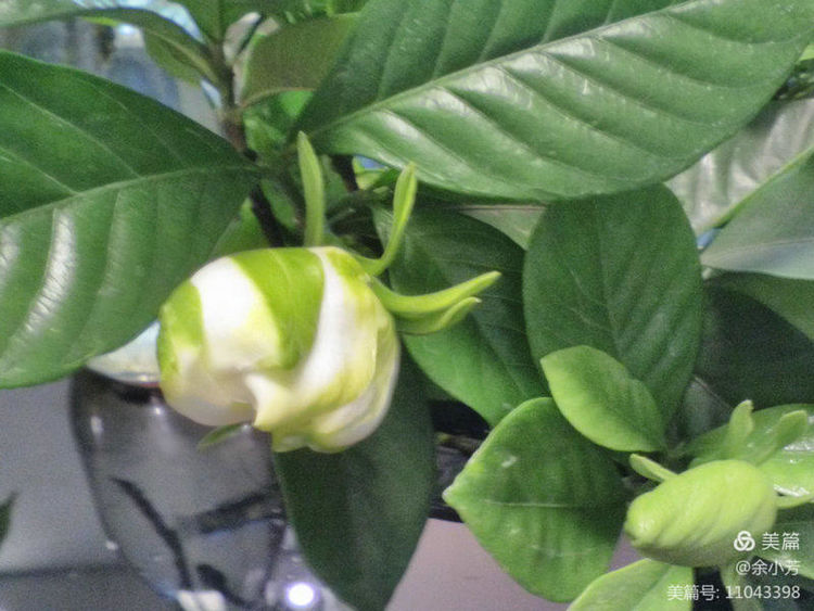 栀子花开舞蹈视频,栀子花开何炅