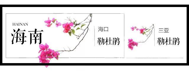 全国各个城市的市花一览表,十大城市的市花