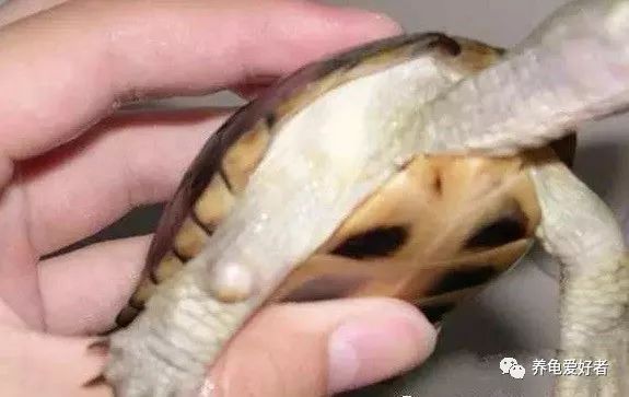 乌龟纤维瘤最佳治疗方法,龟得了腐皮怎么办