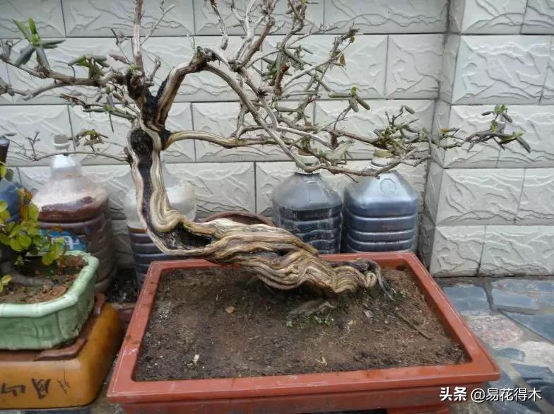 金银花黄叶子有黑斑是怎么回事,金银花现在发黄是啥原因