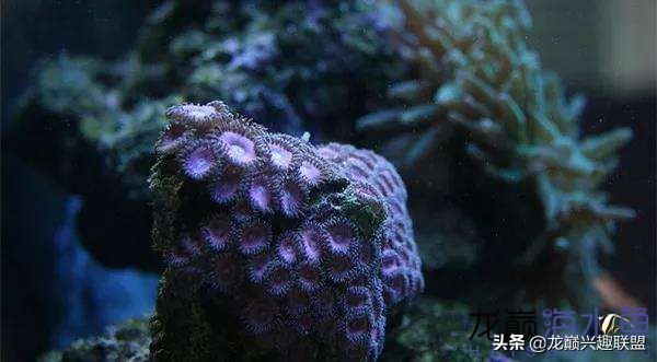 看完别笑，都陪我哭！新人下海开缸的血泪史