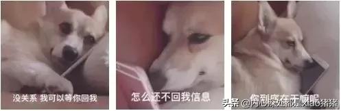 舔狗是褒义词贬义词,把舔狗描述成一个褒义词