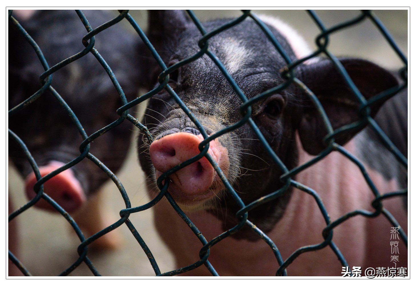 说说我用过的那些相机和镜头（3）：尼康篇