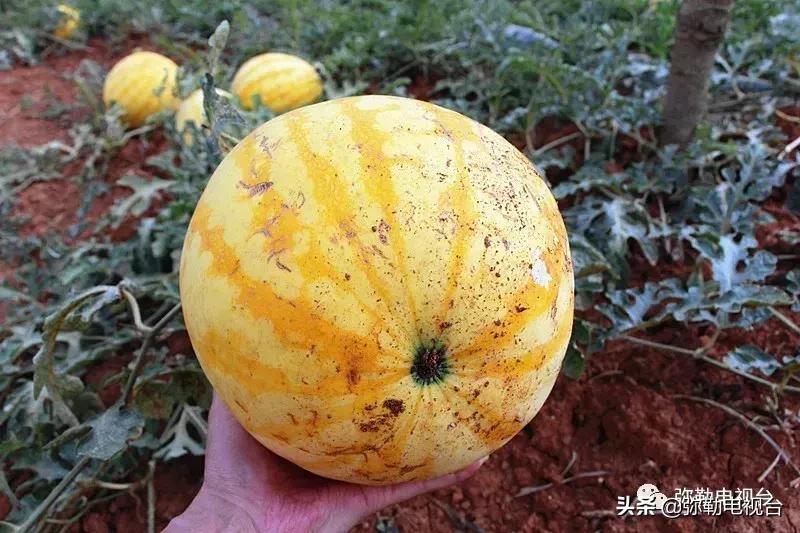 弥勒千亩西瓜熟了!黄心瓜、红心瓜、小香瓜…你喜欢哪种?