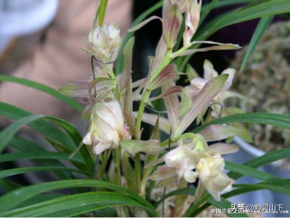 贵州开阳野生兰花品种,兰花贵州红图片